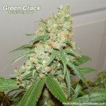 green crack