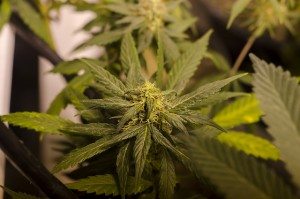 Marijuana Grow Brett Levin