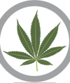 Marijuana Politics Staff