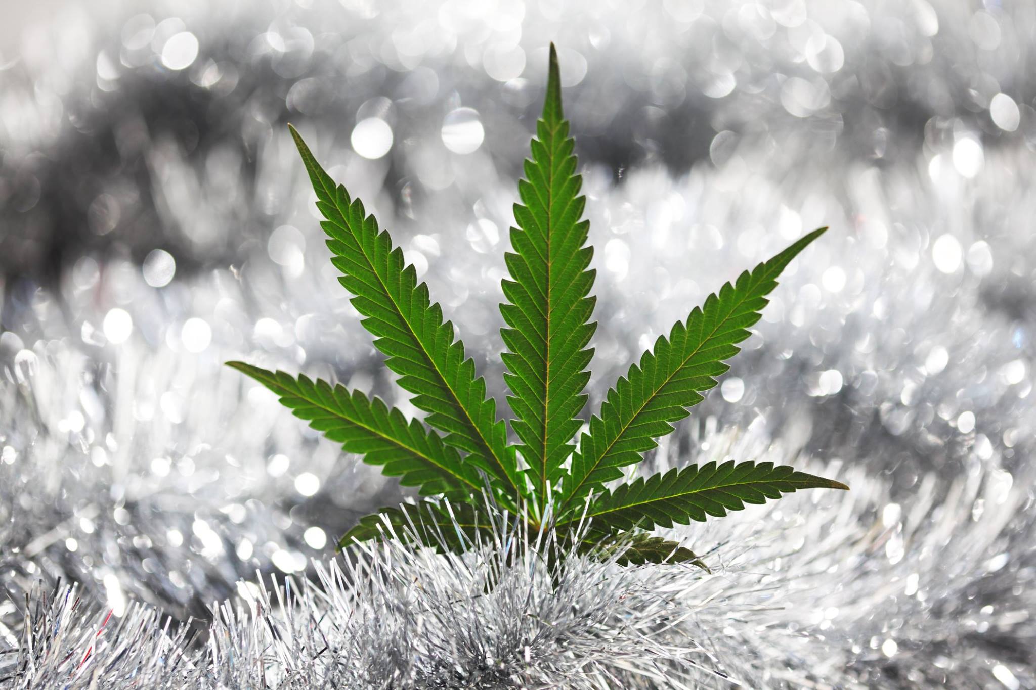 Marijuana Leaf snow ice
