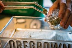 High-quality cannabis is available at Oregrown.