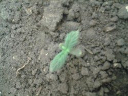 marijuana sprout