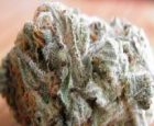 White Widow - Top 10 Marijuana Strains of 2016