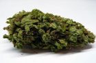 Blueberry - Top 10 Marijuana Strains of 2016