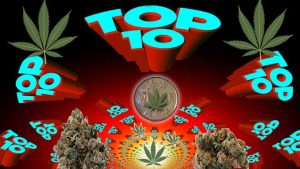 top 10 marijuana strains of 2016