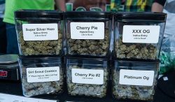 jars of cannabis
