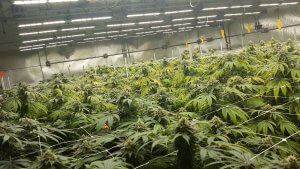 CannabisGrowing