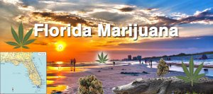 florida amendment 2 marijuana