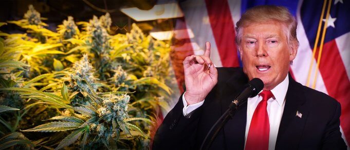 donald-trump-and-marijuana-politics
