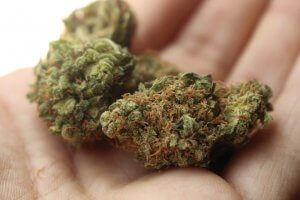 Weed Buds