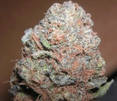 Purple Kush marijuana bud
