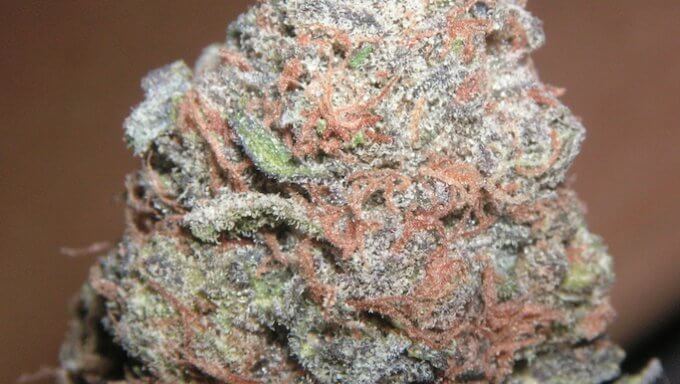 Purple Kush marijuana bud